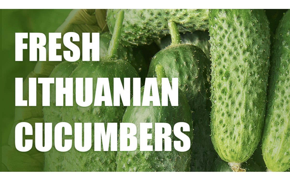 Fresh Lithuanian Cucumbers 